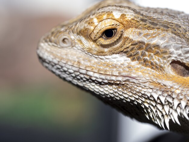 Close-up shot van een pogona-reptiel met een wazige ruimte