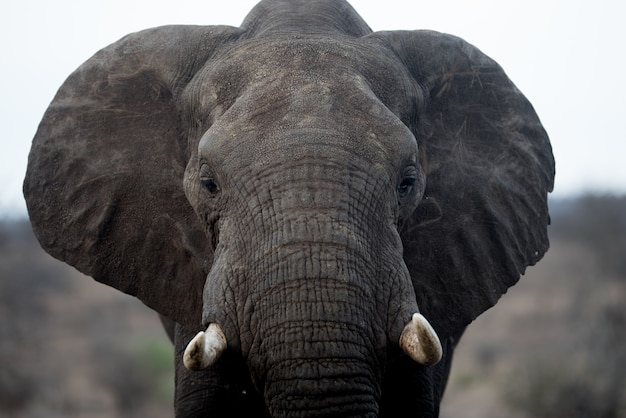 Gratis foto close-up shot van een prachtige afrikaanse olifant