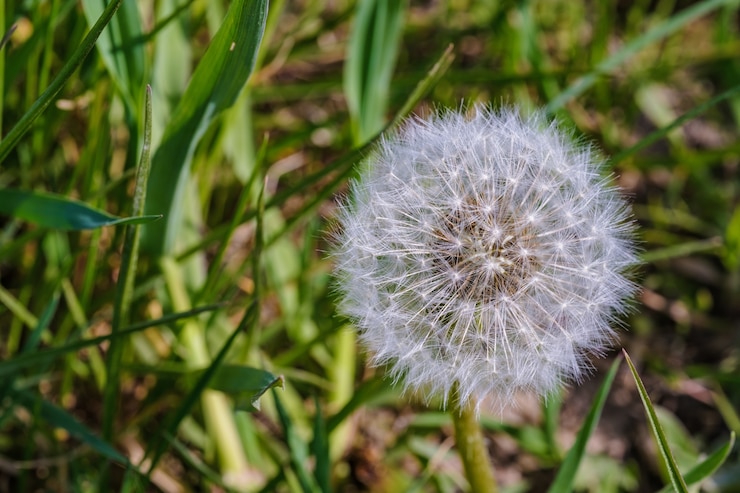 Gratis Foto close-up shot van een prachtige paardebloem gevangen overdag in het midden van een tuin