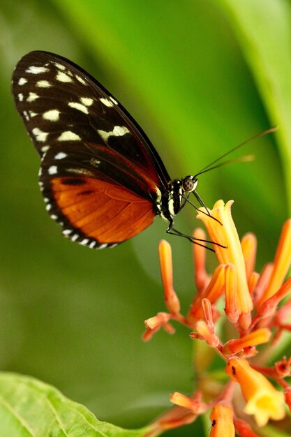 Close-up shot van een prachtige vlinder
