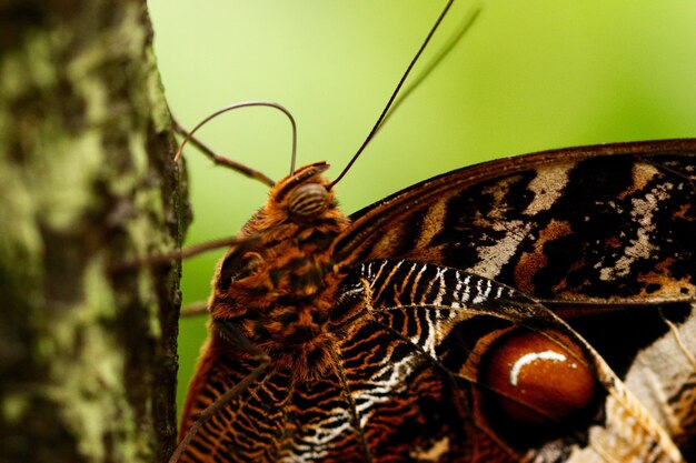 Close-up shot van een prachtige vlinder