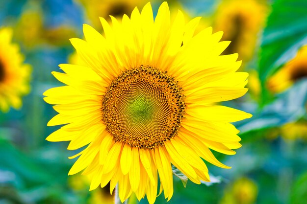 Close-up shot van een prachtige zonnebloem