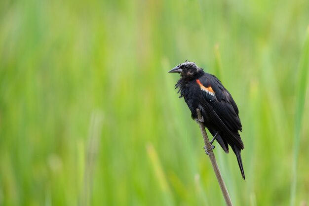 Close-up shot van een Red-Winged Blackbird met veren die ontbreken in zijn