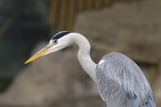 Close-up shot van een reiger vogel