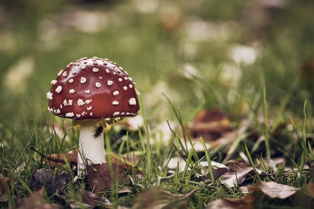 Close-up shot van een rode paddenstoel met witte stippen in een grasveld
