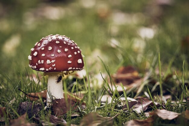 Close-up shot van een rode paddenstoel met witte stippen in een grasveld