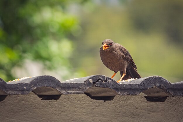 Gratis foto close-up shot van een roetzwarte lijstervogel die op het dak zit