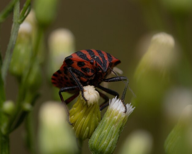 Close-up shot van een rood en zwart gestreepte stinkwants