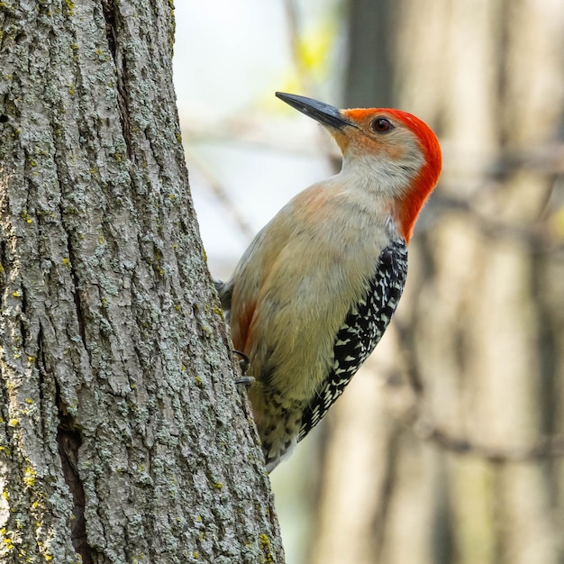 Gratis foto close-up shot van een roodbuikspecht op een boom