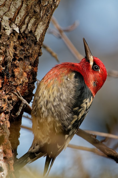 Close-up shot van een roodharige specht op de boom