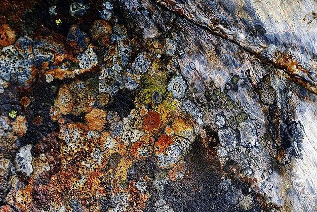 Close-up shot van een rots textuur met kleurrijke natuurlijke merken