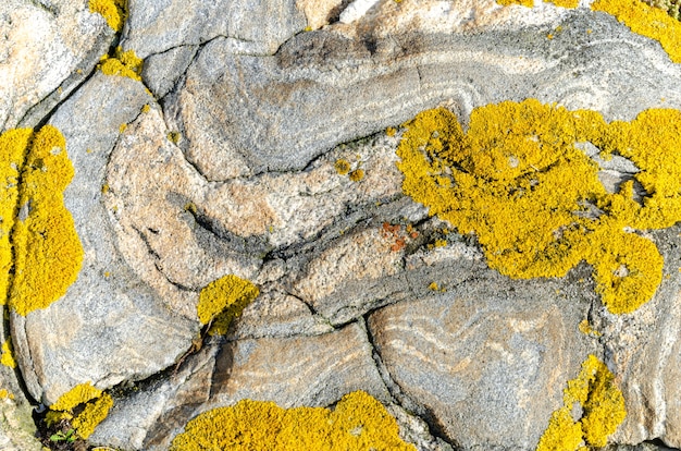 Close-up shot van een rotsachtige ondergrond bedekt met mos