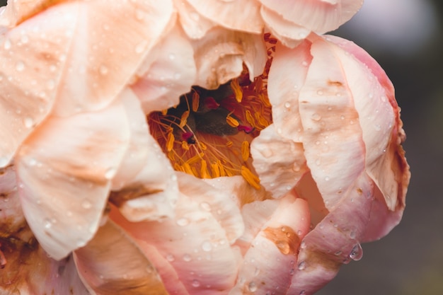 Close-up shot van een roze bloem met waterdruppels erop