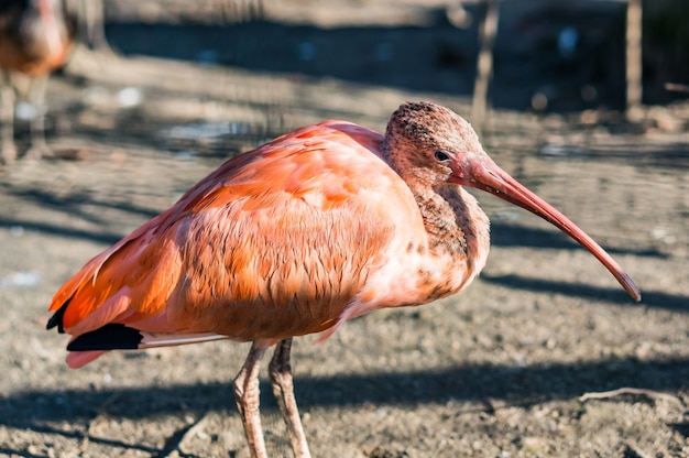 Close-up shot van een roze ibis vogel met een lange snavel