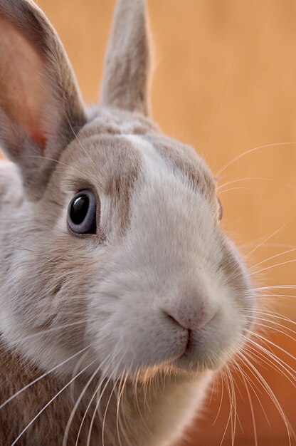 Close-up shot van een schattig konijntje met een oranje achtergrond