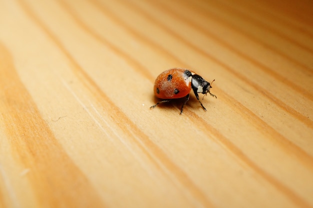 Close-up shot van een schattig lieveheersbeestje op een houten oppervlak