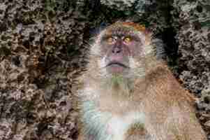Gratis foto close-up shot van een schattige aap met getextureerde stenen