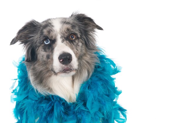 Close-up shot van een schattige Border collie-hond met een reeks blauwe veren om zijn nek