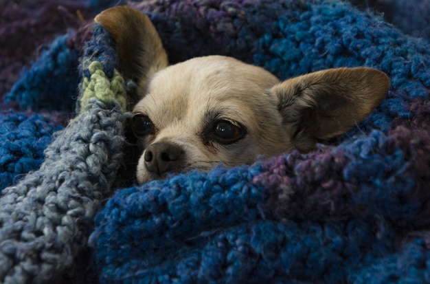 Close-up shot van een schattige bruine chihuahua verpakt met een blauwe gezellige deken