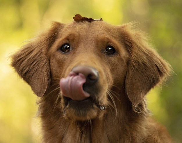 Close-up shot van een schattige bruine hond zijn tong uitsteekt