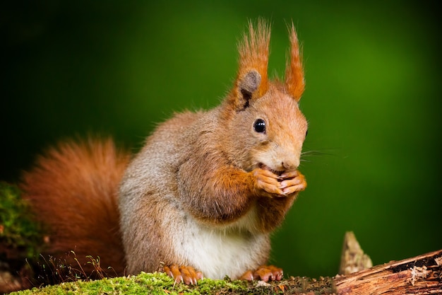 Close-up shot van een schattige eekhoorn met wazig groene achtergrond