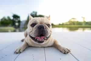 Gratis foto close-up shot van een schattige franse bulldog op een houten poort