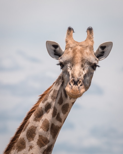 Close-up shot van een schattige giraf met een bewolkte hemel