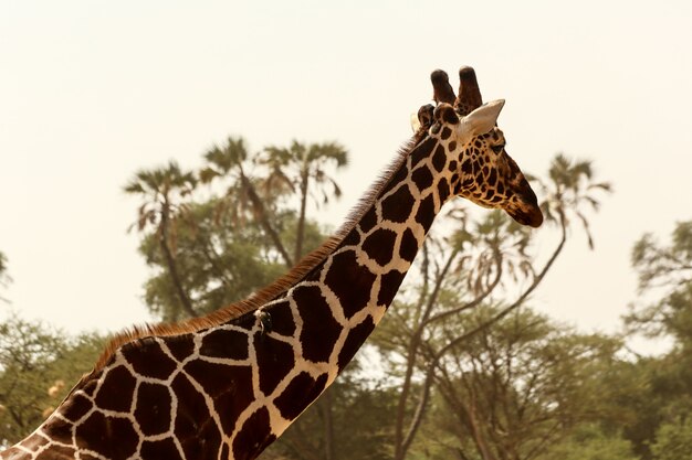Close-up shot van een schattige giraf met groene bomen op de achtergrond onder de heldere hemel