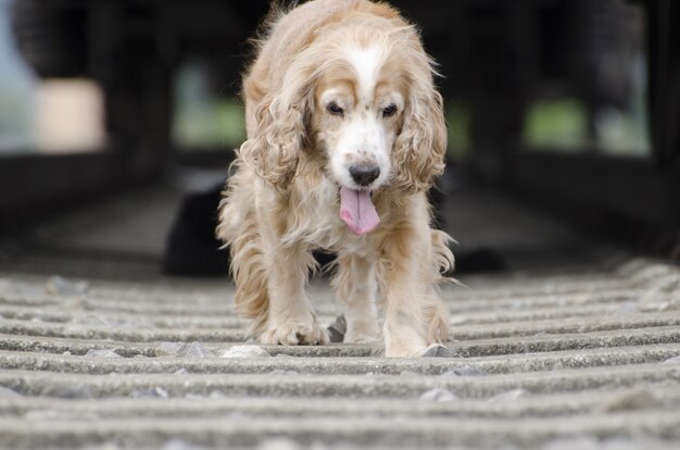 Close-up shot van een schattige gouden hond lopen op de treinrails in de buurt van een locomotief