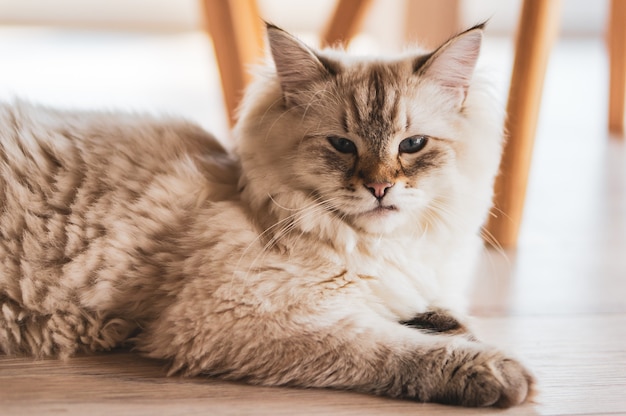 Close-up shot van een schattige kat liggend op de houten vloer met een trotse blik