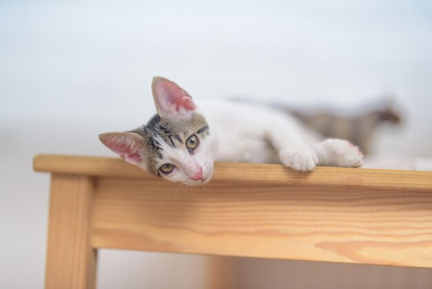 Close-up shot van een schattige kleine binnenlandse kat liggend op een tafel