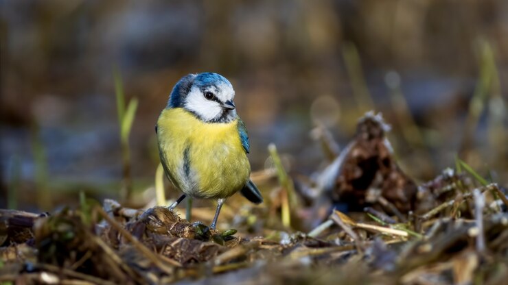 Gratis Foto close-up shot van een schattige pimpelmeesvogel die op het nest staat