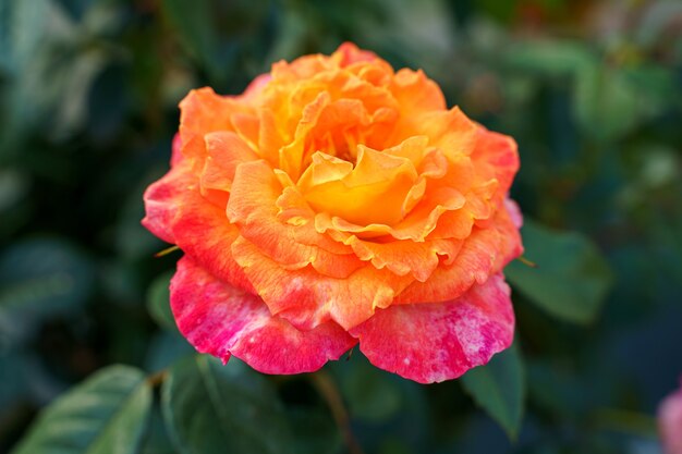 Close-up shot van een schattige roos onder het zonlicht