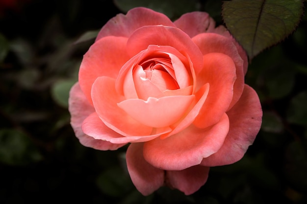 Close-up shot van een schattige roze roos met onscherpe achtergrond