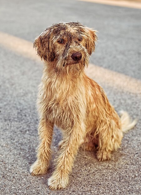 Close-up shot van een schattige vuile labradoodle die op de grond zit