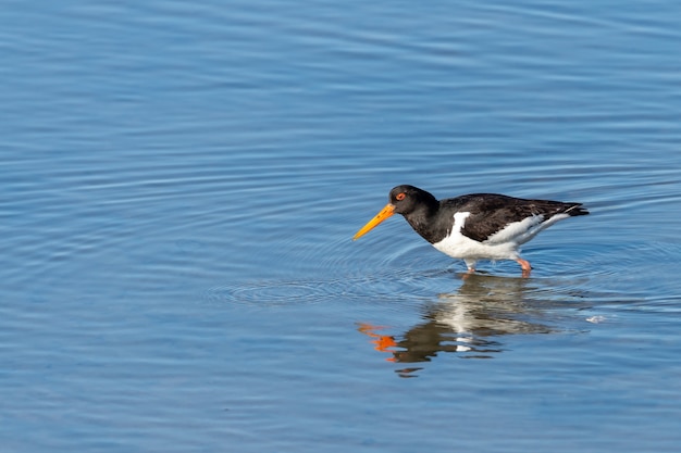 Gratis foto close-up shot van een scholekster vogel in het blauwe water