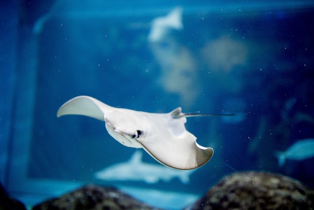 Close-up shot van een skate vis onder water met een onscherpe achtergrond