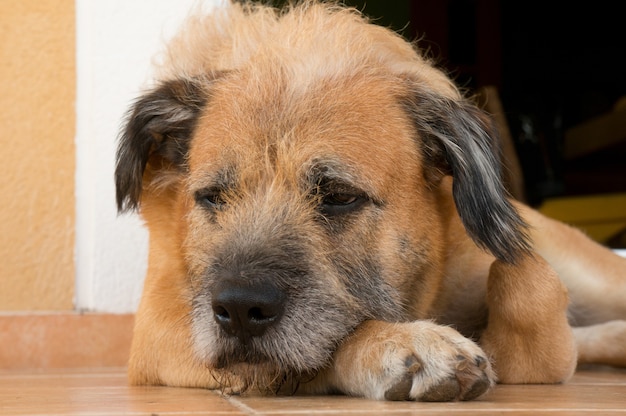 Close-up shot van een slaperige pluizige schattige hond die op de grond ligt