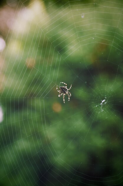 Close-up shot van een spin met gestreepte poten, een web spinnen met wazig groen