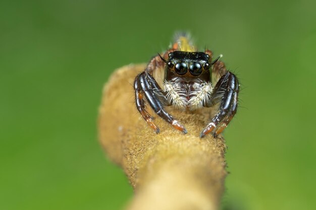 Close-up shot van een spin op het takje met onscherpe achtergrond