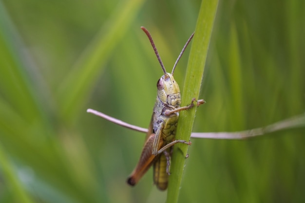 Close-up shot van een sprinkhaan op een groene plant