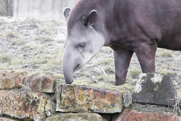 Gratis foto close-up shot van een tapir hooi plukken op een stenen muur