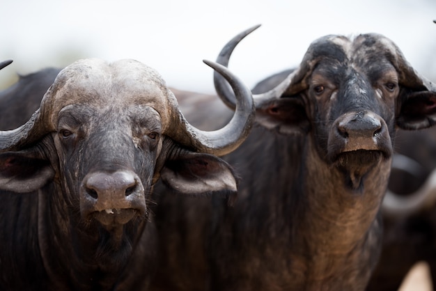 Close-up shot van een twee Afrikaanse buffels
