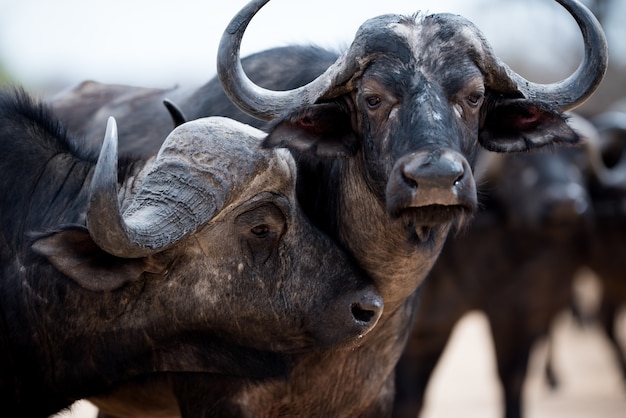 Close-up shot van een twee liefdevolle Afrikaanse buffels