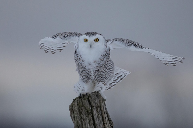 Gratis Foto close-up shot van een uil die op een tak van een boom staat met een wazige achtergrond
