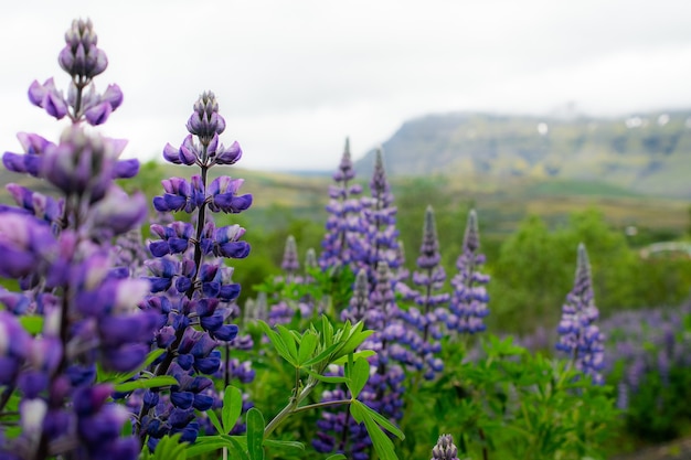 Close-up shot van een veld met paarse Engelse lavendel bloemen op een onscherpe achtergrond
