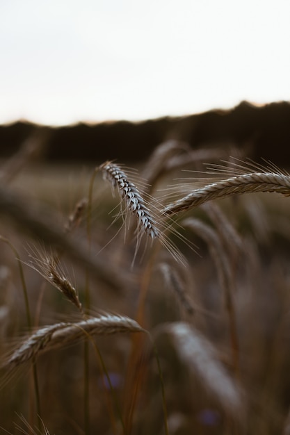 Close-up shot van een veld van triticale tarwe bij zonsondergang