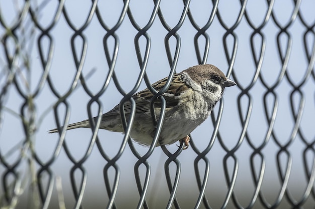 Close-up shot van een vink op het hek met kettingschakel