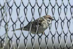 Gratis foto close-up shot van een vink op het hek met kettingschakel