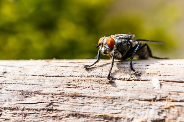Close-up shot van een vlieg met oranje ogen en pluizige benen zittend op een boomtak